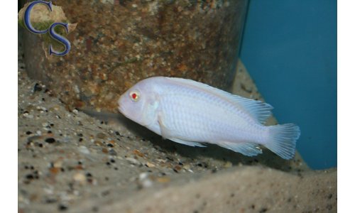 Pseudotropheus socolofi albino